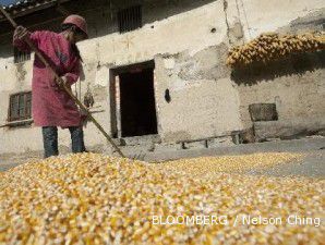2011 permintaan jagung China naik lima kali lipat