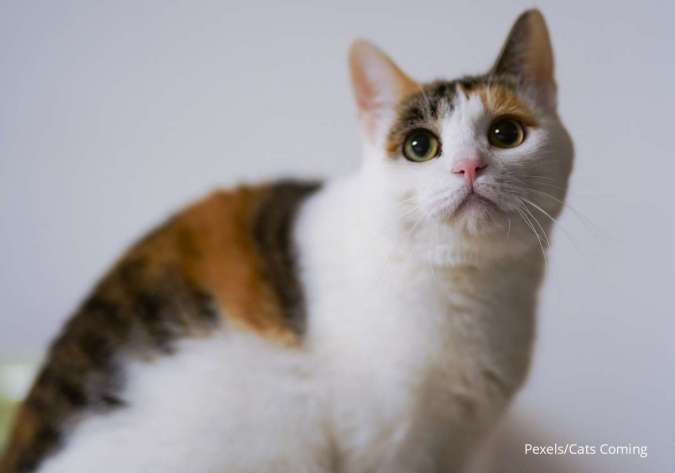 Marak Kasus Mutilasi & Makan Daging Kucing, Ini Bahaya Konsumsi Daging Kucing