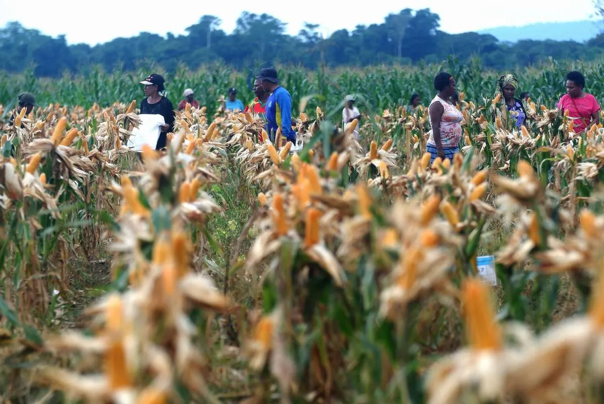 Hashim Djojohadikusumo Klaim Food Estate Papua Selatan Bukan Deforestasi