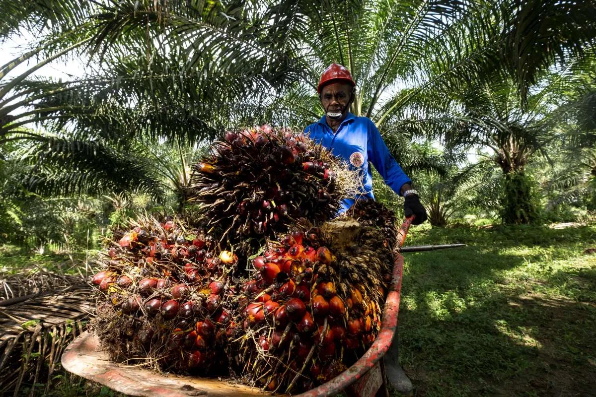 Bukan Cuma Minyak Goreng, Ini Ragam Produk Pangan dari Kelapa Sawit