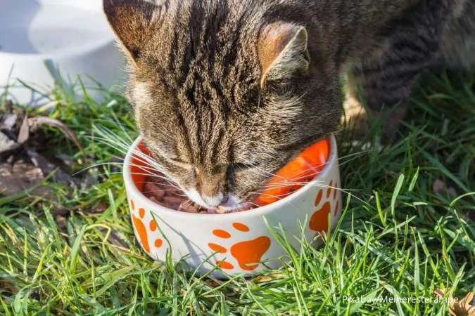 Kucing Makan