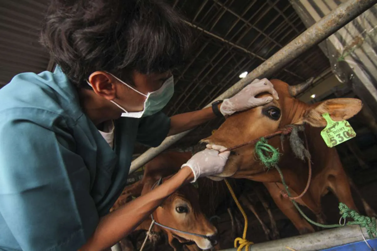 Polisi akan awasi penyembelihan hewan kurban di Jakarta, ada apa?