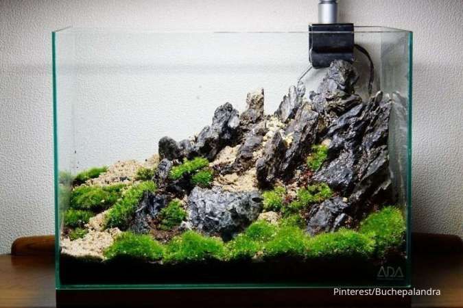 Ingin Membuat Aquascape Sendiri? Ini 6 Rekomendasi Konsep Aquascape