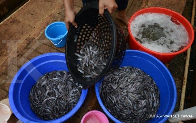 Produksi pakan ikan mandiri terpangkas 50% di 2017