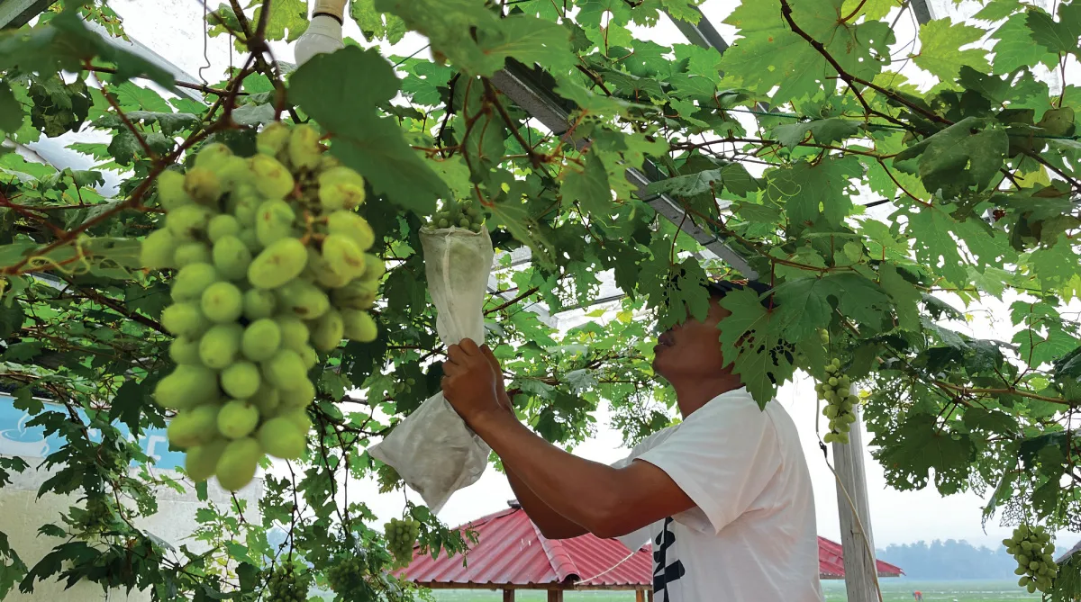 Lewat Holding Ultra Mikro, BRI Perluas Layanan Pembiayaan Segmen Mikro