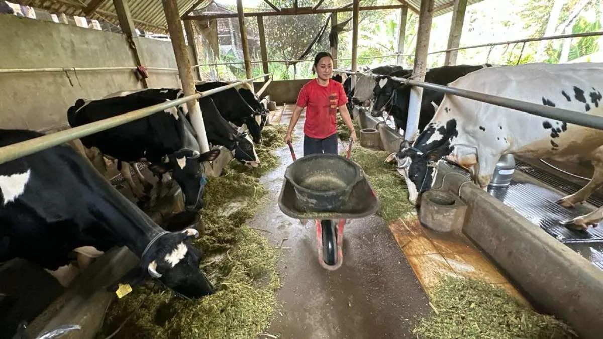 Bos ID FOOD Sebut Perlu Impor 2,5 Juta Sapi Perah untuk Penuhi Program Susu Gratis
