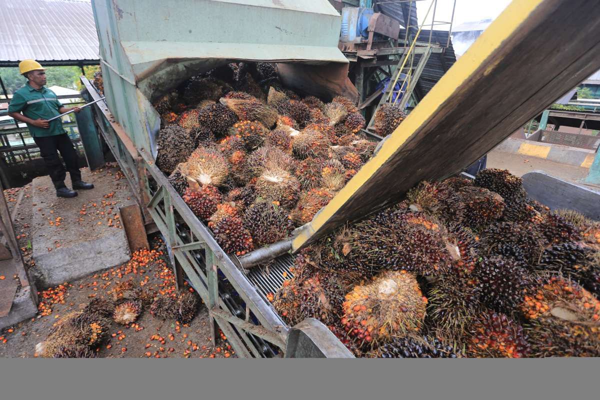 Emiten Sawit: Siap Panen Cuan Berkat Mandatori B50