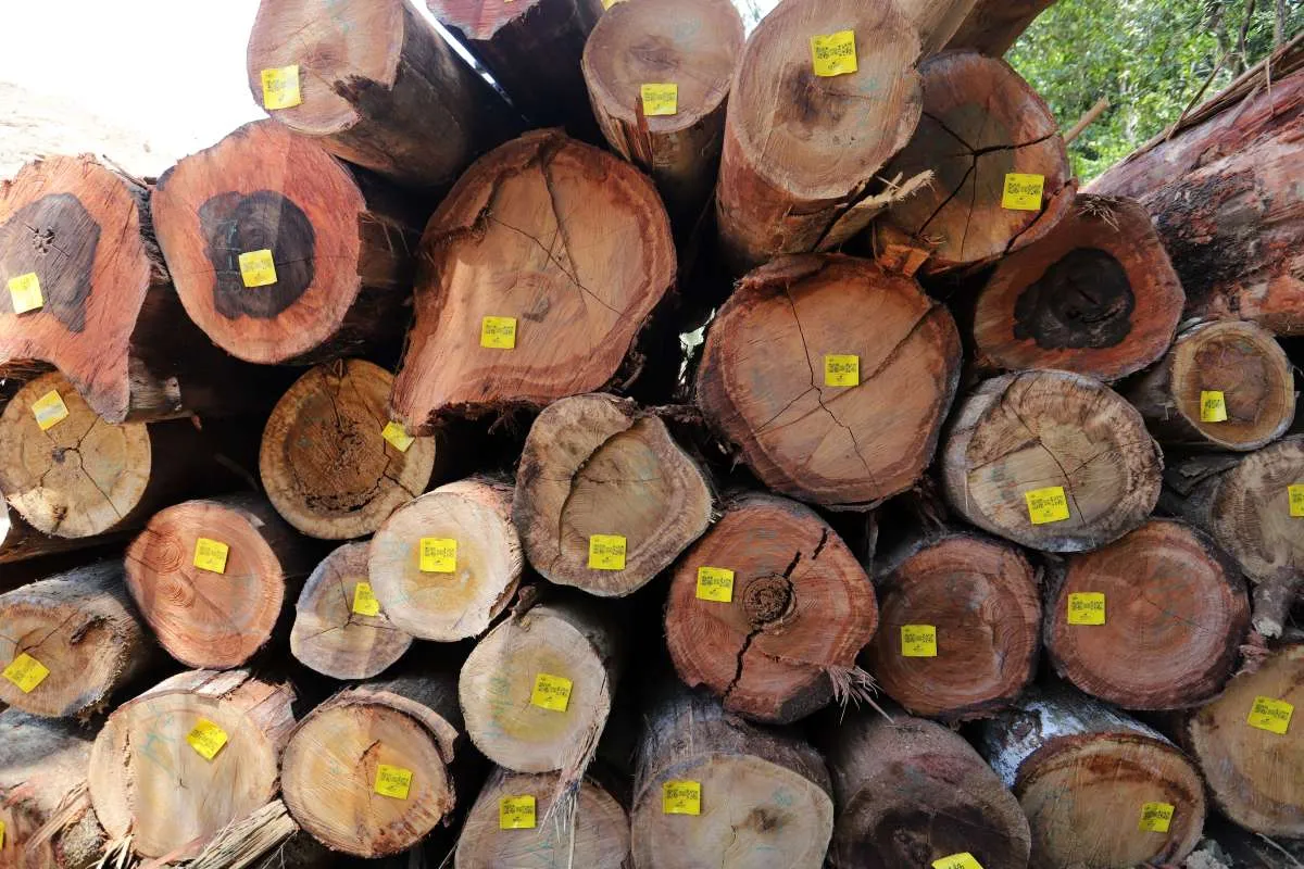 HIMKI Tolak Wacana Relaksasi Ekspor Kayu Bulat, Berpotensi Ganggu Hilirisasi