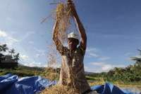 Kementan Sebut Ekspor Beras ke Malaysia Kemungkinan Akhir 2025