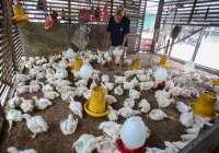 Cara Membersihkan Kandang Ayam yang Benar untuk Pemula