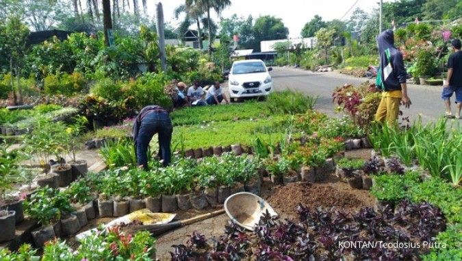 Intip Strategi Ini Supaya Cuan Jadi Makelar Monstera dan Teman-temannya