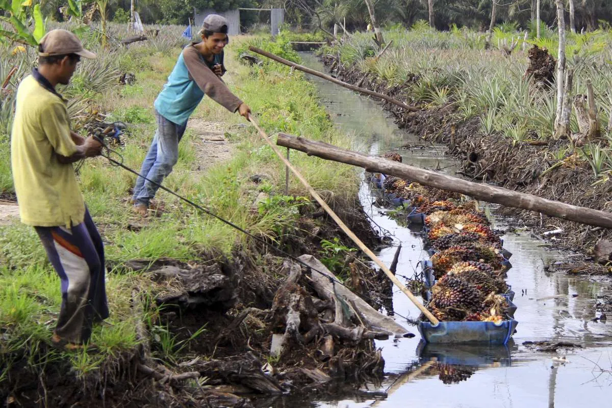 Kehadiran industri kelapa sawit berhasil tekan kemiskinan di Indonesia 