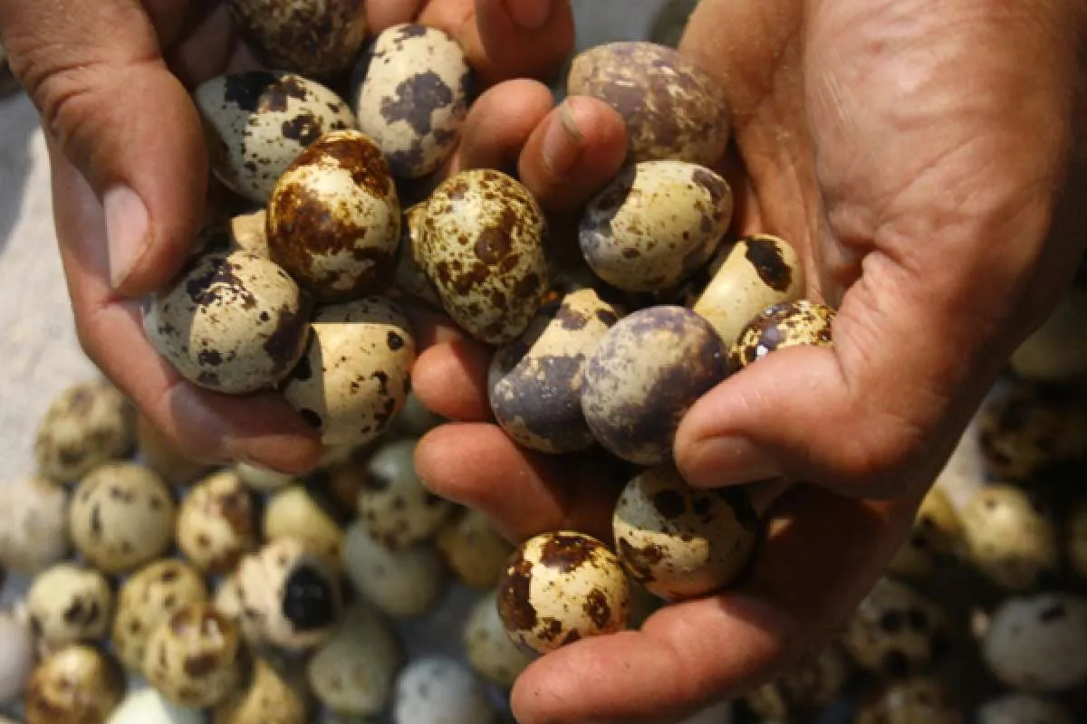 9 Manfaat Telur Puyuh untuk Kesehatan yang Jarang Diketahui 
