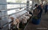 6 Penyebab Kambing Sulit Gemuk, Bukan Cuma karena Kurang Pakan
