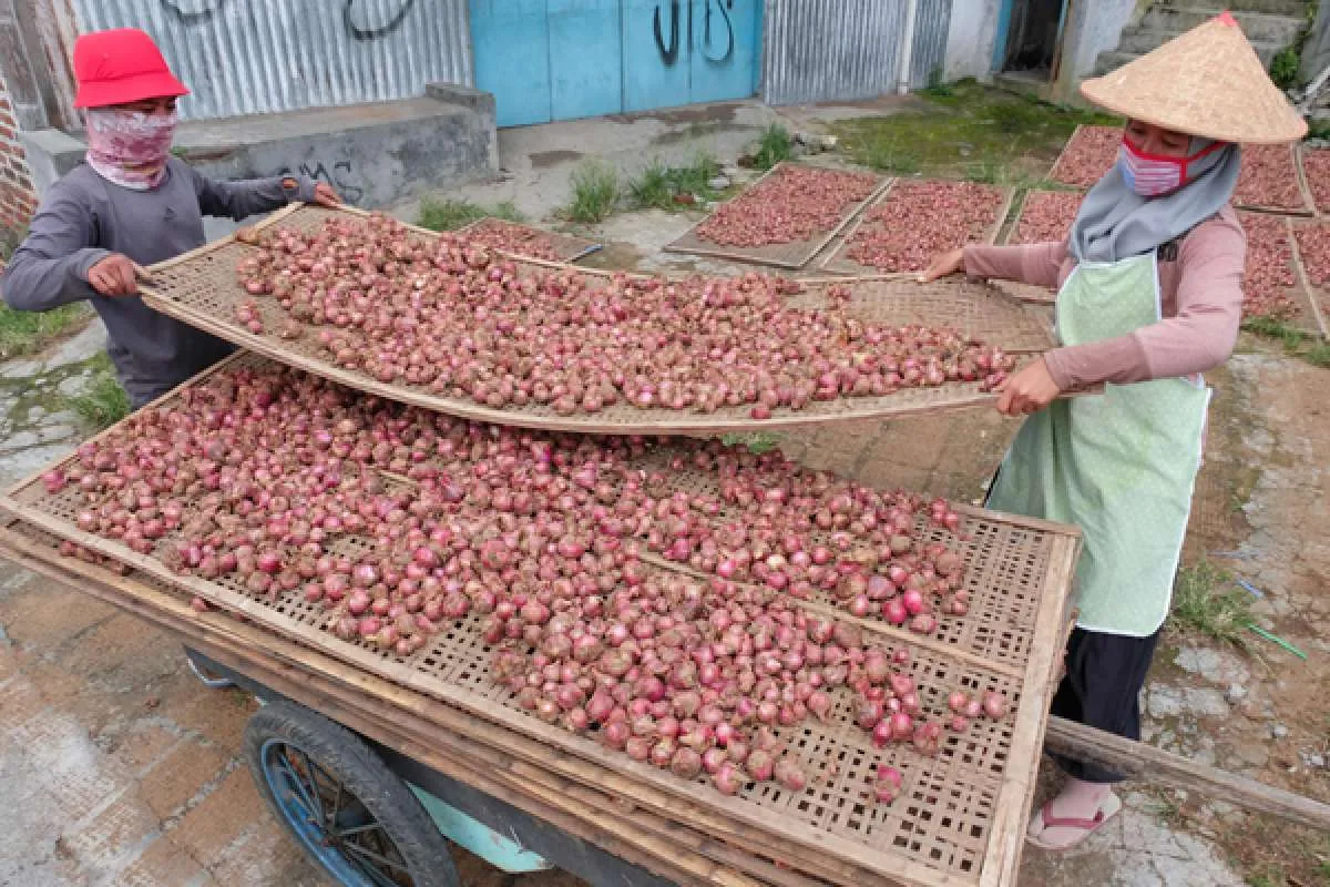 Bawang Merah Surplus, Kementan: Tak Perlu Ada Impor