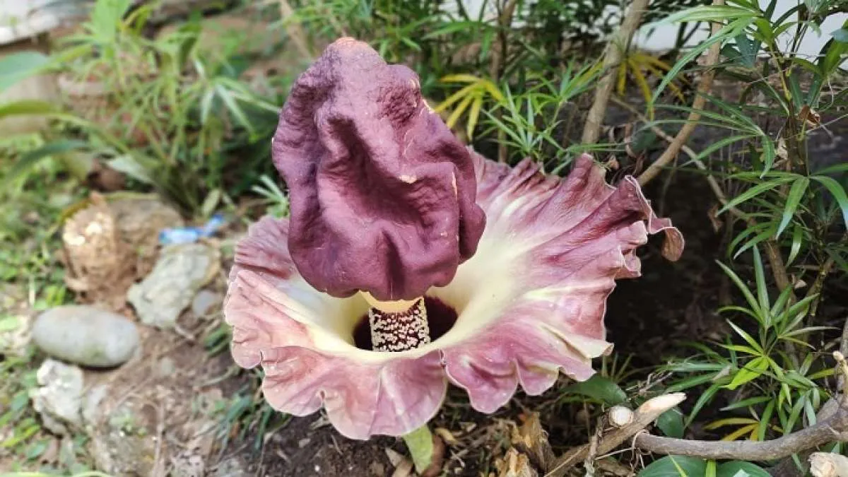 Amorphophallus paeoniifolius Mekar di Kebun Raya Bogor