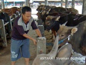 Sapi bali diminati karena bertulang kecil dan berdaging tebal (1)