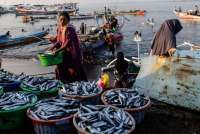 Asosiasi Perikanan Minta Pemerintah Batalkan Aturan Baru DHE SDA, Ini Alasannya