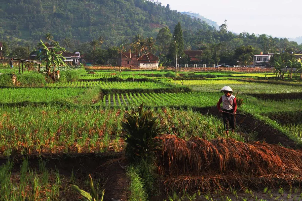 Cuaca Jabar Minggu, 1 Februari: Bogor Hingga Pangandaran Diguyur Hujan Ringan?
