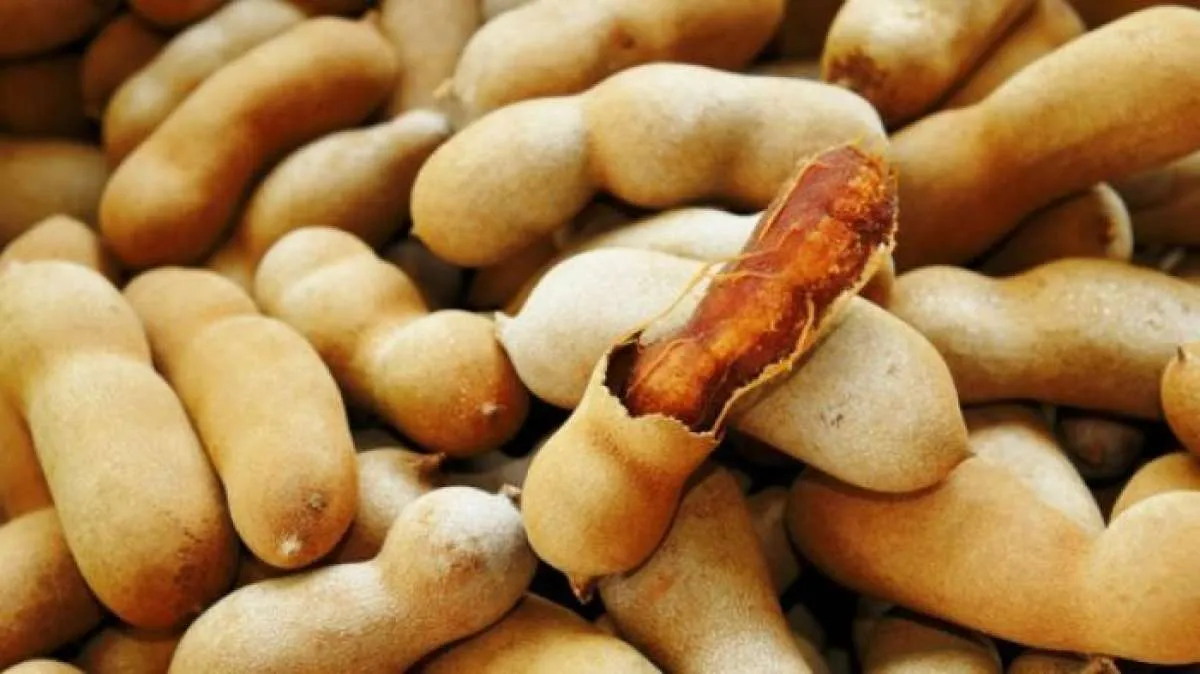 7 Manfaat Asam Jawa untuk Kesehatan, Salah Satunya Mengobati Bisul 