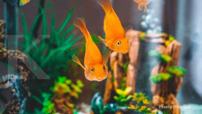 8700 Koleksi Tips Memelihara Ikan Mas Koki Di Aquarium Gratis