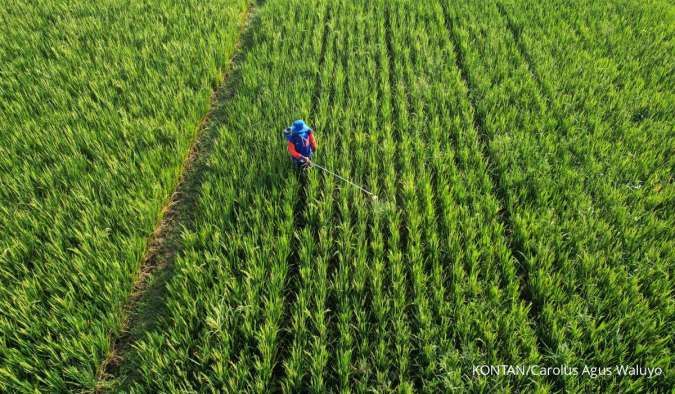 Padi Pun Bersemai Subur di Desa Babadan
