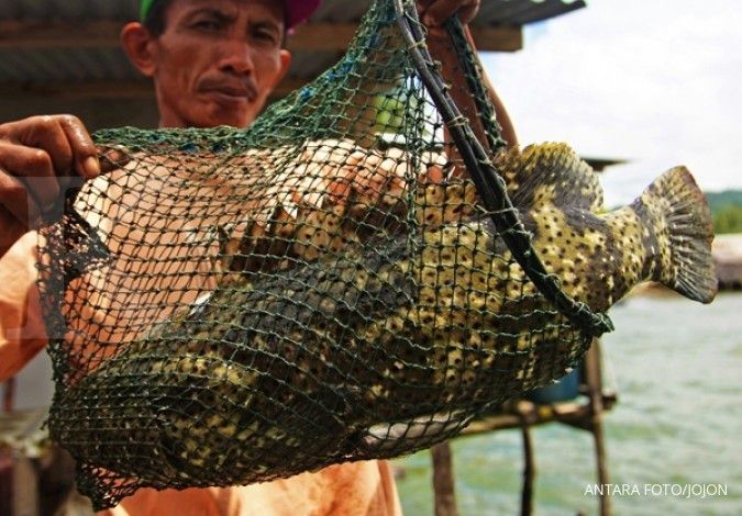 KKP ekspor 15 ton ikan kerapu senilai US$ 135.000