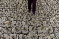 Kemarau Semakin Meluas, Ini Provinsi di Indonesia yang Sudah Memasuki Musim Kering