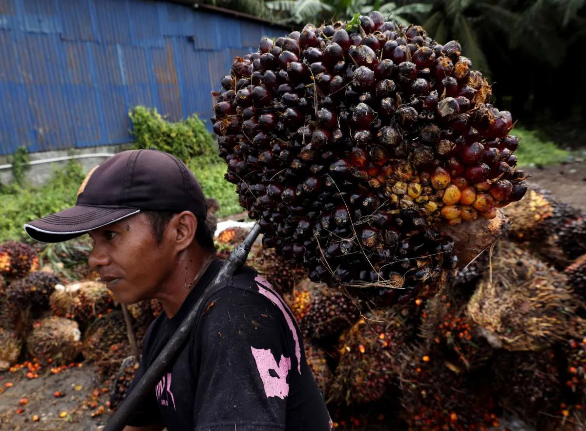 POPSI: Pungutan Ekspor Sawit Berpotensi Naik di Atas 10% Jelang Penerapan B50