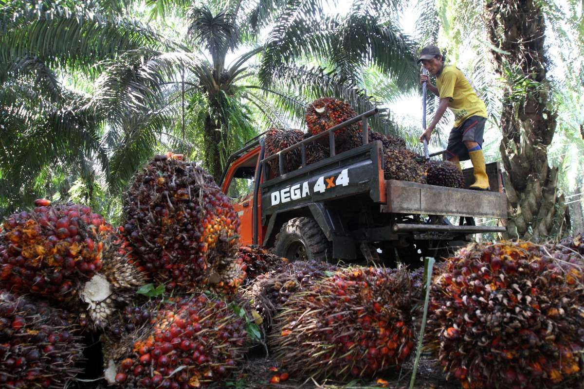 Harga CPO Kembali Cetak Rekor Baru, Bukan Mustahil Melaju ke RM 6.000 per Ton