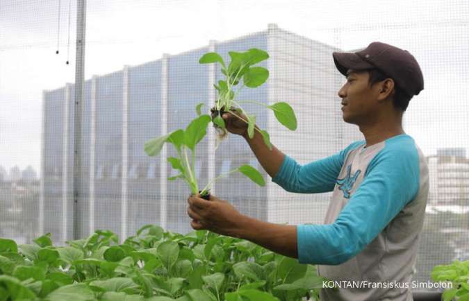 Top 15 Tanaman Hidroponik Favorit untuk Pemula, Bikin Lahan Sempit Jadi Cuan!