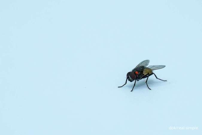 Atur Suhu Ruangan, Tiru 7 Cara Mengusir Gerombolan Lalat Supaya Menjauh dari Rumahmu