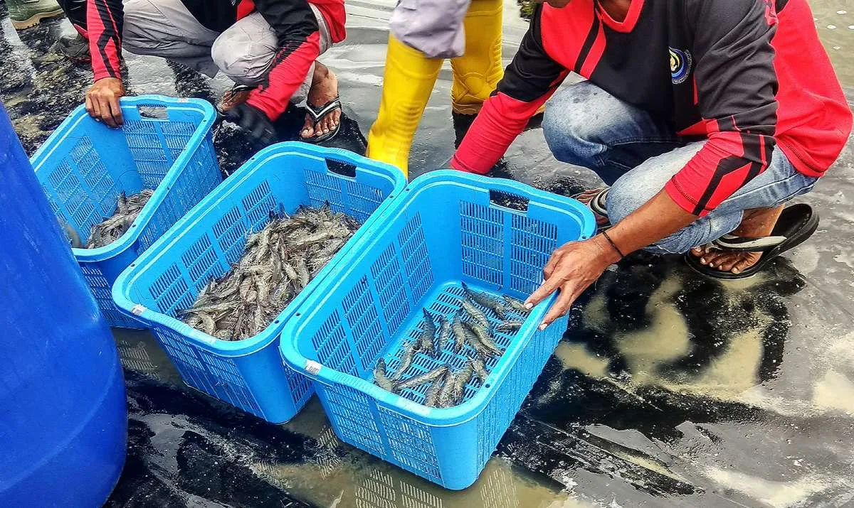 Pengusaha Siap Patuhi Sertifikasi Bebas Cs-137 demi Jaga Kelancaran Ekspor Udang