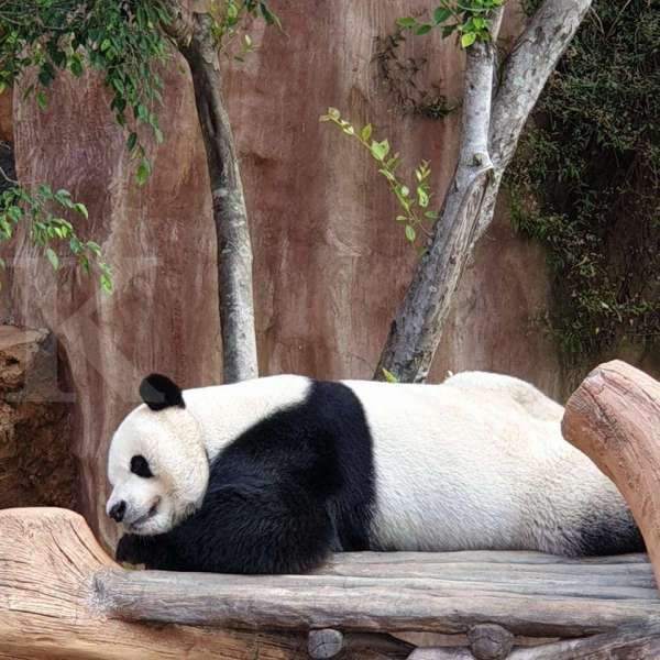 Lucunya Cai Tao dan Hu Chun, dua panda yang tinggal di Taman Safari Bogor