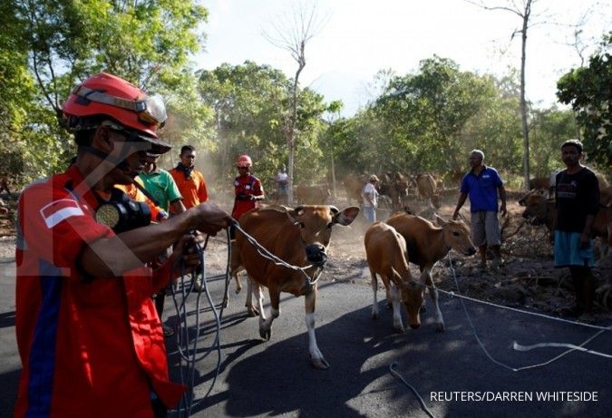 20 ribu sapi dievakuasi dari lokasi Gunung Agung