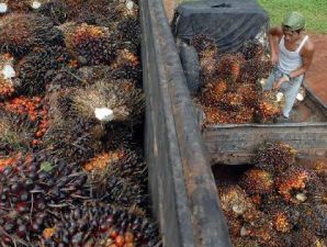 Harga Pokok Ekspor CPO pada Februari 2011 sebesar US$ 1.226 per metrik ton