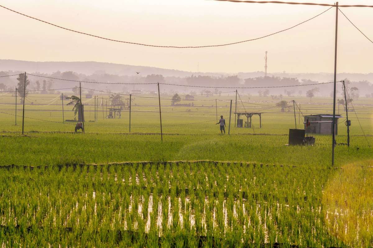 PLN Mendapat Berkah Jualan Listrik di Hamparan Sawah