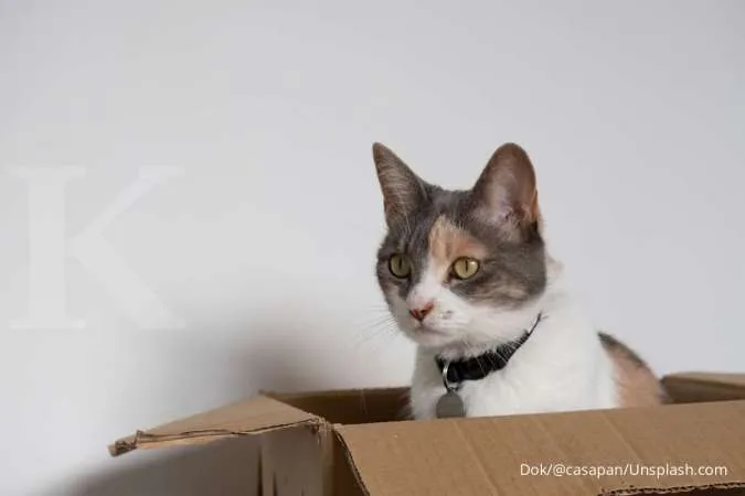 Jangan Bingung, Ini Cara Membantu Kucing Peliharaan yang Melahirkan