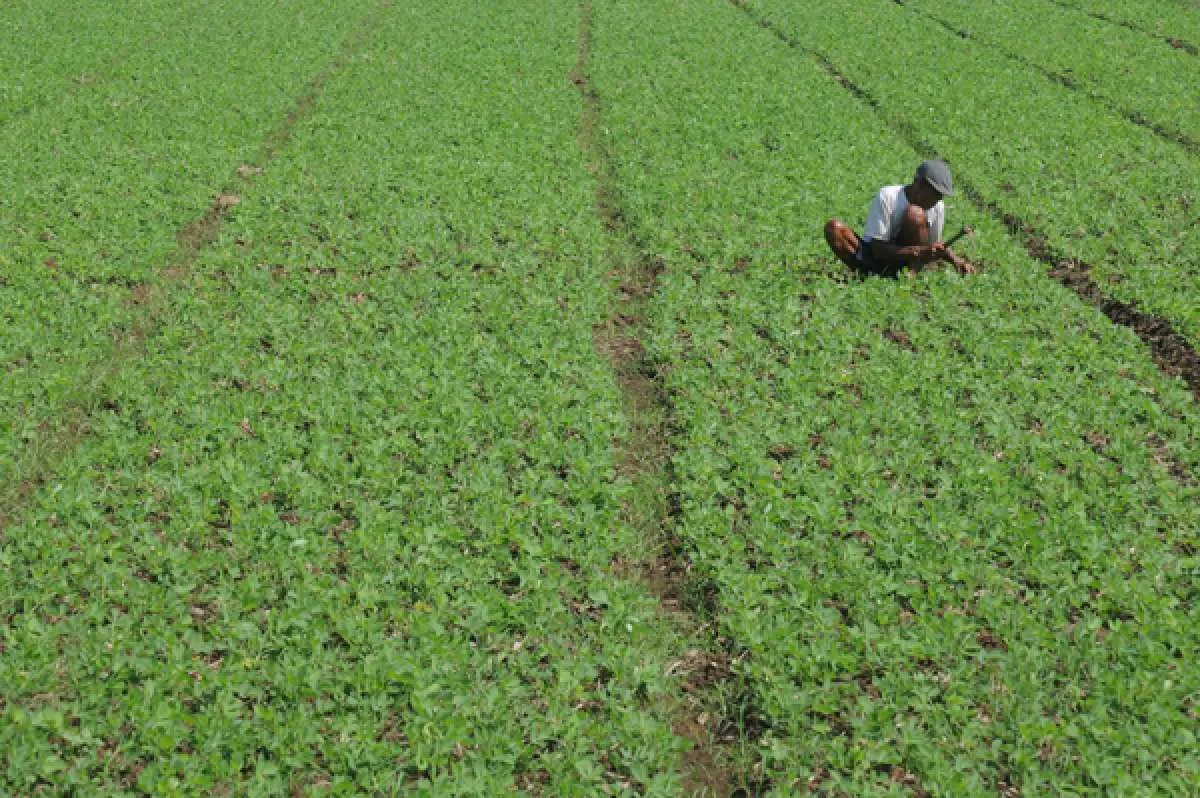 Ada 770.600 ha lahan tersedia untuk pertanian pangan di eks lahan gambut