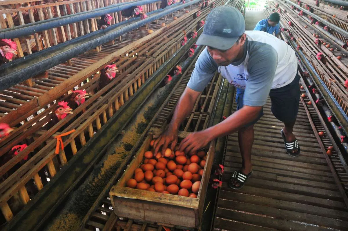 Harga Telur, Daging, dan Kedelai di Papua Selatan Naik, Jumat (6/12)