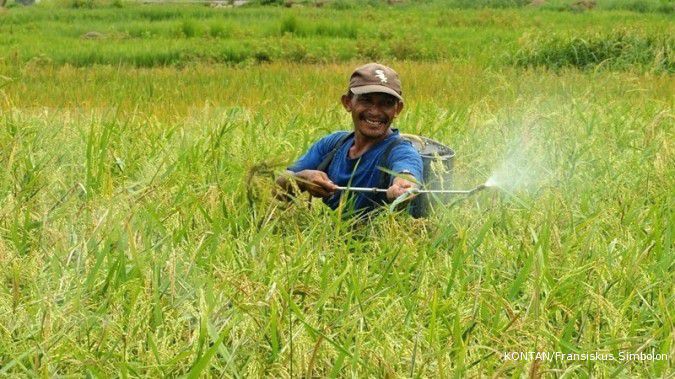 Hujan belum merata, petani di NTT boleh tanam padi
