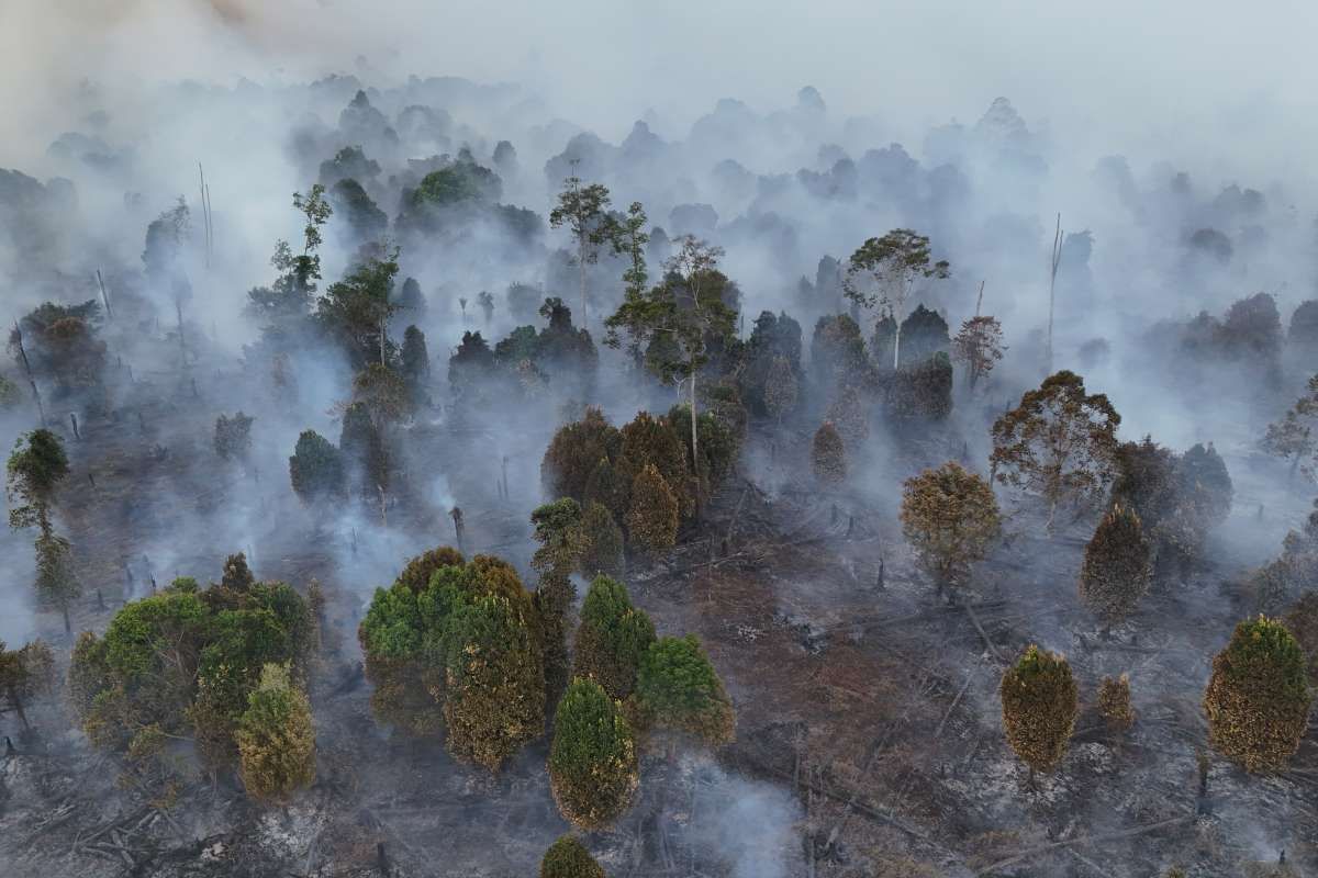 Menanti Hukuman Tegas bagi Pembakar Lahan