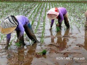 Pemerintah siapkan 2 juta hektare lahan pertanian baru