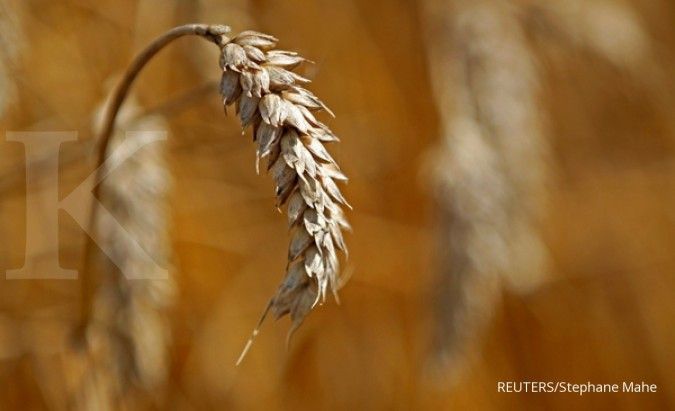Poland, Hungary, Slovakia to Introduce Own Bans on Ukraine Grains