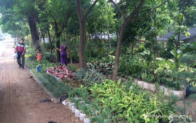 Berburu tanaman hias di Cibungur? (1)