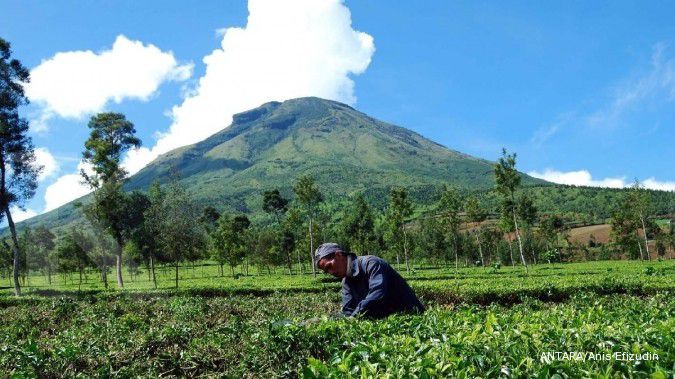 Menikmati ritual di secangkir teh