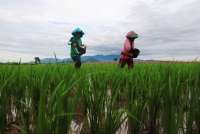 Tingkatkan Produktivitas Pertanian di Asean, Google.org Gelontorkan US$ 3,5 Juta