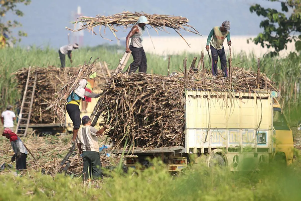 APTRI Menilai Target Swasembada Gula Nasional Berat Dicapai