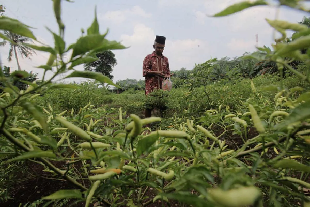 Harga Hortikultura Turun, Nilai Tukar Petani Menyusut pada Januari 2026