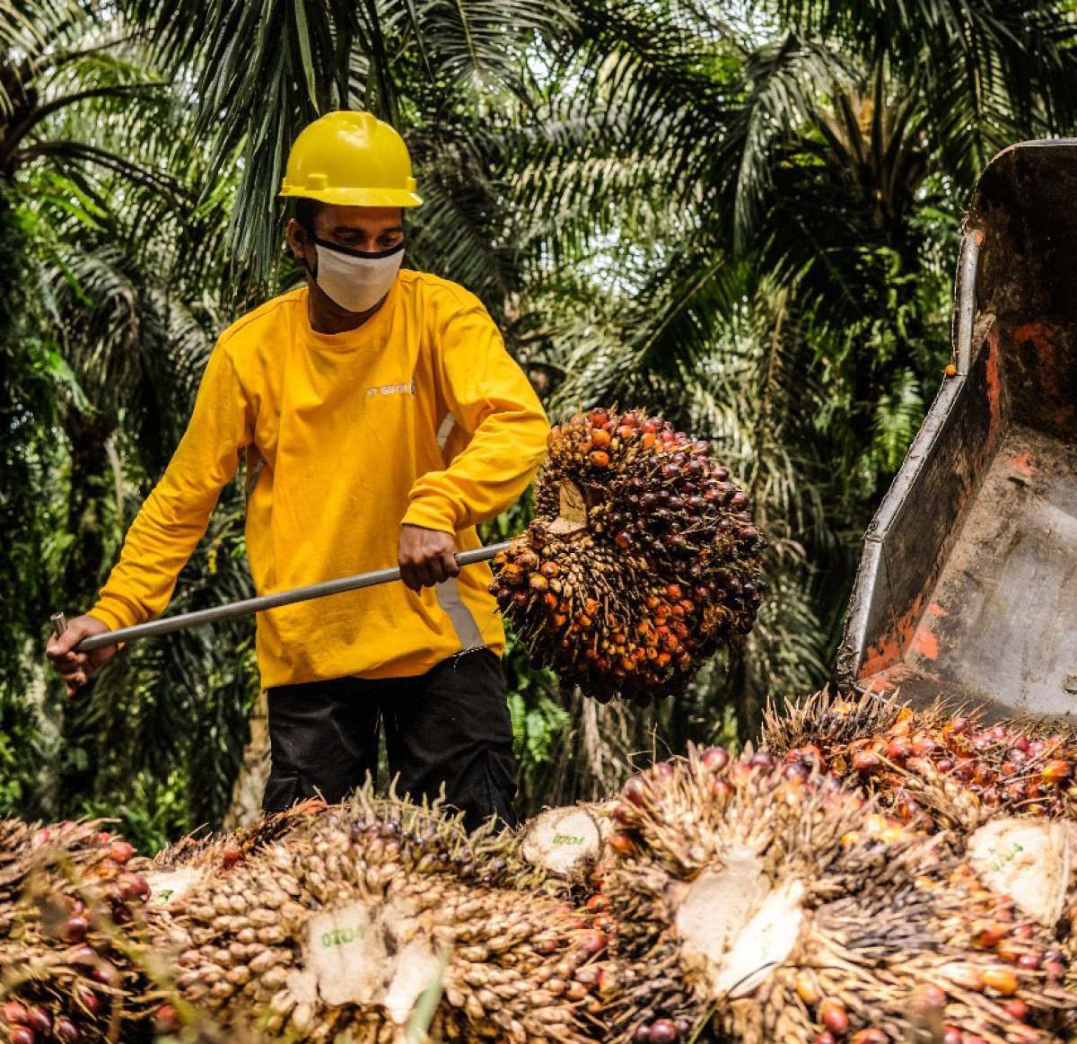 Harga Minyak Sawit Naik, Astra Agro Lestari (AALI) Terus Mengerek Produksi CPO